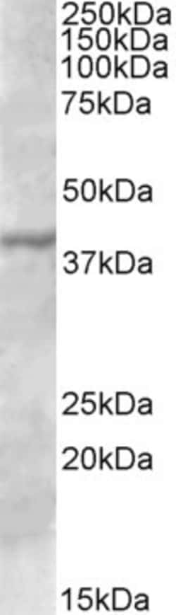 Invitrogen TFB1M Polyclonal Antibody 100 &mu;g; Unconjugated:Antibodies,