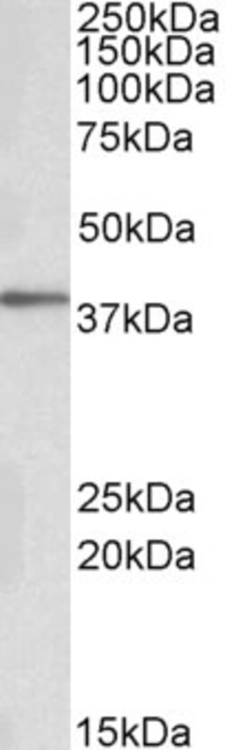 Invitrogen PRKCDBP Polyclonal Antibody 100 &mu;g; Unconjugated:Antibodies,