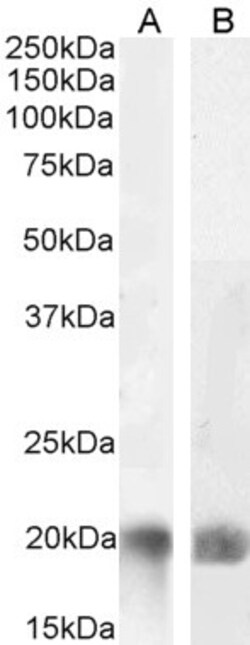 Invitrogen LIGHT Polyclonal Antibody 100 μg; Unconjugated:Antibodies,