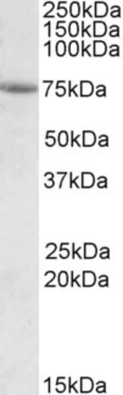 Invitrogen AARSD1 Polyclonal Antibody 100 &mu;g; Unconjugated:Antibodies,