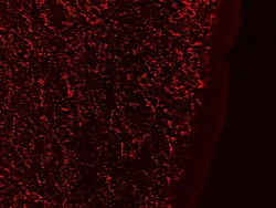 GAL Polyclonal Antibody, Invitrogen 100 &mu;g; Unconjugated:Antibodies,