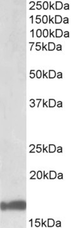 GAL Polyclonal Antibody, Invitrogen 100 &mu;g; Unconjugated:Antibodies,