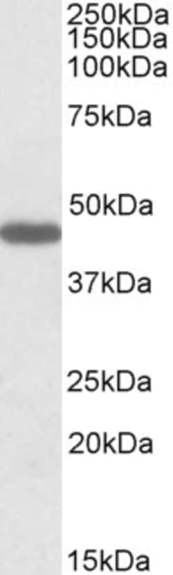 Invitrogen Prokineticin Receptor 2 Polyclonal Antibody 100 &mu;g; Unconjugated:Antibodies,