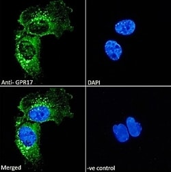 Invitrogen GPR17 Polyclonal Antibody 100 &mu;g; Unconjugated:Antibodies,