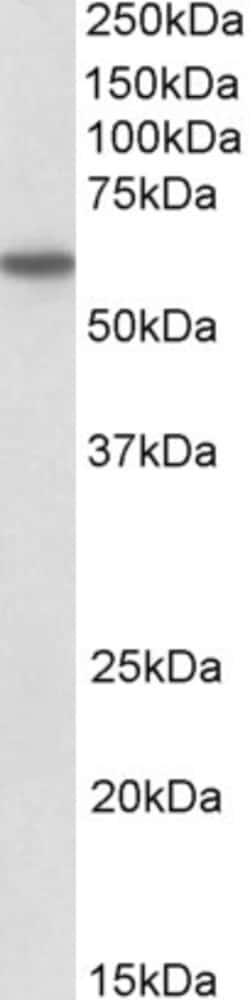 Invitrogen CD80 Polyclonal Antibody 100 &mu;g; Unconjugated:Antibodies,