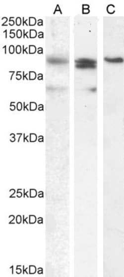 Invitrogen Blimp-1 Polyclonal Antibody 100 &mu;g; Unconjugated:Antibodies,