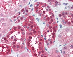 Invitrogen GPI Polyclonal Antibody 100 &mu;g; Unconjugated:Antibodies,