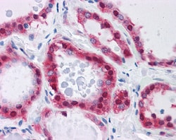 Invitrogen GPI Polyclonal Antibody 100 &mu;g; Unconjugated:Antibodies,