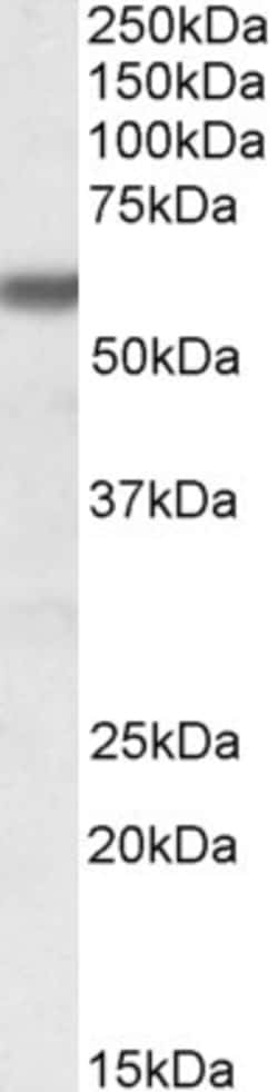 Invitrogen GPI Polyclonal Antibody 100 &mu;g; Unconjugated:Antibodies,