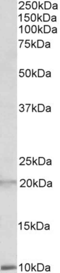Invitrogen Defensin 1/3 Polyclonal Antibody 100 &mu;g; Unconjugated:Antibodies,