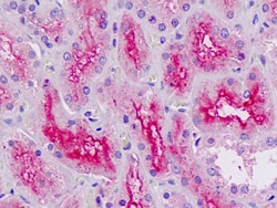 Invitrogen RNF7 Polyclonal Antibody 100 &mu;g; Unconjugated:Antibodies,