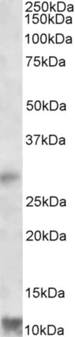 Invitrogen RNF7 Polyclonal Antibody 100 &mu;g; Unconjugated:Antibodies,