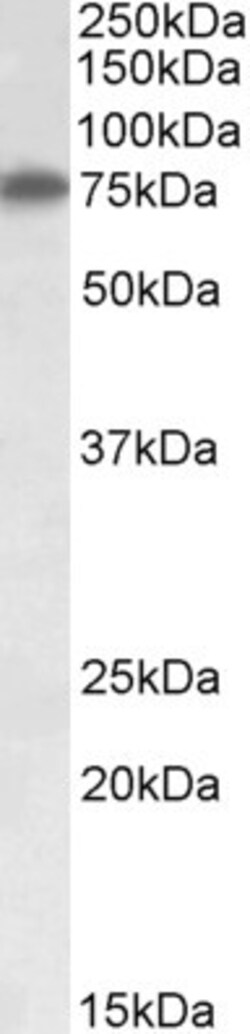 Invitrogen RARS Polyclonal Antibody 100 &mu;g; Unconjugated:Antibodies,