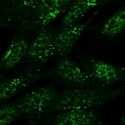 Invitrogen SNX1 Polyclonal Antibody 100 &mu;g; Unconjugated:Antibodies,