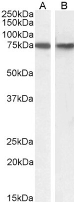 Invitrogen SNX1 Polyclonal Antibody 100 &mu;g; Unconjugated:Antibodies,