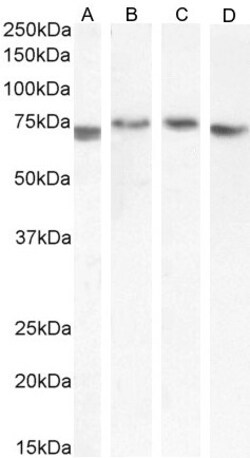 Invitrogen TGFBI Polyclonal Antibody 100 &mu;g; Unconjugated:Antibodies,