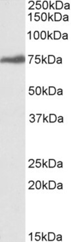 Invitrogen RSL1D1 Polyclonal Antibody 100 &mu;g; Unconjugated:Antibodies,