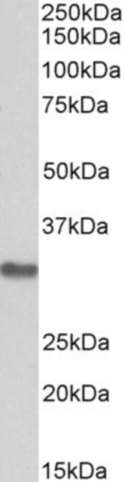 Invitrogen MAPRE3 Polyclonal Antibody 100 &mu;g; Unconjugated:Antibodies,