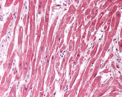 Invitrogen CHCHD3 Polyclonal Antibody 100 μg; Unconjugated:Antibodies,