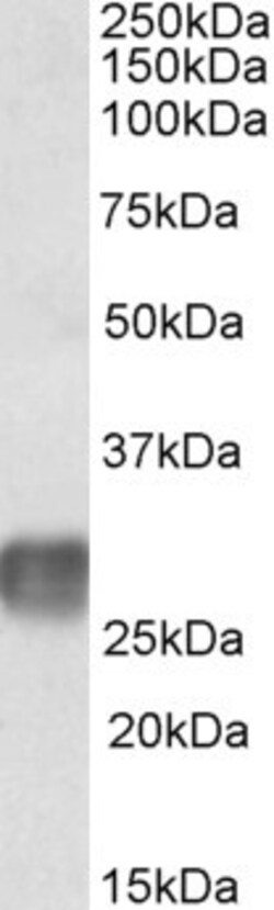 Invitrogen LAIR1 Polyclonal Antibody 100 &mu;g | Buy Online | Invitrogen&trade; | Fisher Scientific