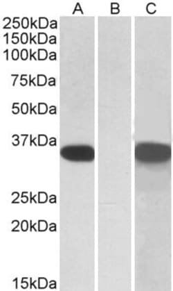 Invitrogen CRISP2 Polyclonal Antibody 100 &mu;g; Unconjugated:Antibodies,