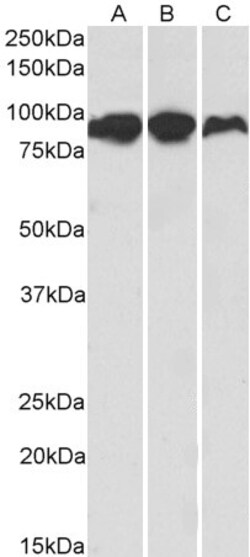 Invitrogen Aconitase 2 Polyclonal Antibody 100 μg; Unconjugated:Antibodies,