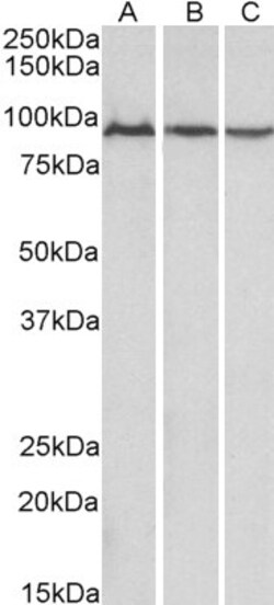 Invitrogen Aconitase 2 Polyclonal Antibody 100 μg; Unconjugated:Antibodies,