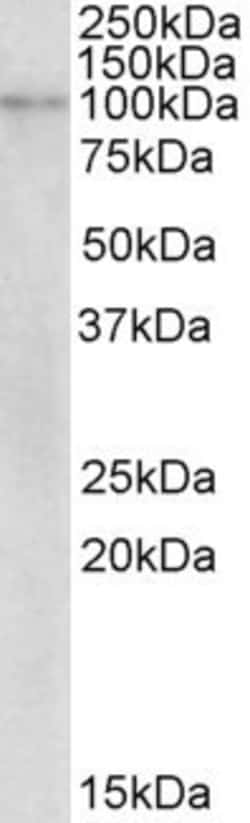 Invitrogen NLRX1 Polyclonal Antibody 100 &mu;g; Unconjugated:Antibodies,