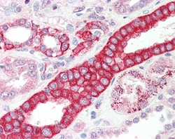 Invitrogen DCUN1D1 Polyclonal Antibody 100 &mu;g; Unconjugated:Antibodies,