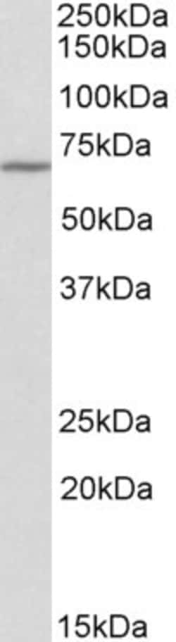 Invitrogen Themis Polyclonal Antibody 100 &mu;g; Unconjugated:Antibodies,