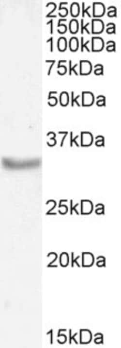 Invitrogen Myogenin Polyclonal Antibody 100 &mu;g; Unconjugated:Antibodies,