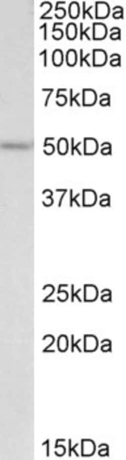 Invitrogen PLA1 Polyclonal Antibody 100 μg; Unconjugated:Antibodies,