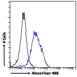 Invitrogen POU3F3 Polyclonal Antibody 100 &mu;g; Unconjugated:Antibodies,