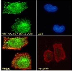 Invitrogen POU3F3 Polyclonal Antibody 100 &mu;g; Unconjugated:Antibodies,