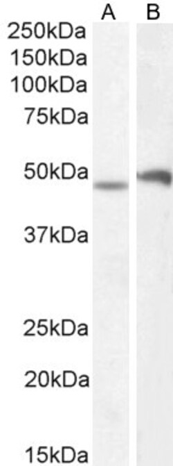 Invitrogen POU3F3 Polyclonal Antibody 100 &mu;g; Unconjugated:Antibodies,