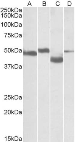 Invitrogen MEIS2 Polyclonal Antibody 100 &mu;g; Unconjugated:Antibodies,
