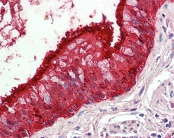 Invitrogen ALDH3A1 Polyclonal Antibody 100 &mu;g; Unconjugated:Antibodies,