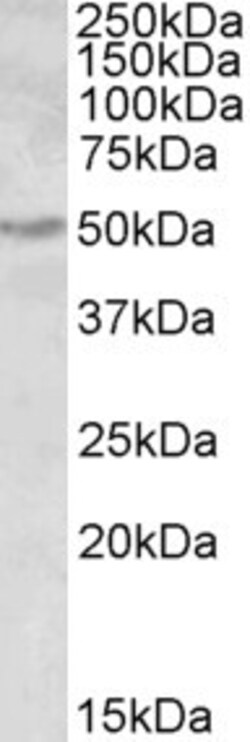Invitrogen ALDH9A1 Polyclonal Antibody 100 &mu;g; Unconjugated:Antibodies,