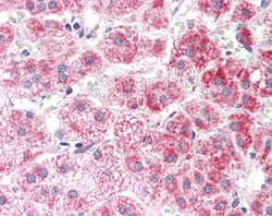 Invitrogen ALDH3A2 Polyclonal Antibody 100 &mu;g; Unconjugated:Antibodies,