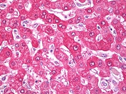 Invitrogen NDUFS7 Polyclonal Antibody 100 &mu;g; Unconjugated:Antibodies,