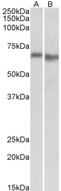 Invitrogen AMPK alpha-2 Polyclonal Antibody 100 &mu;g; Unconjugated:Antibodies,