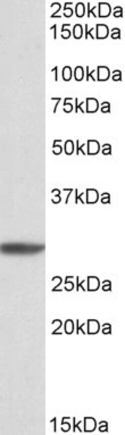 Invitrogen PSMA4 Polyclonal Antibody 100 &mu;g; Unconjugated:Antibodies,