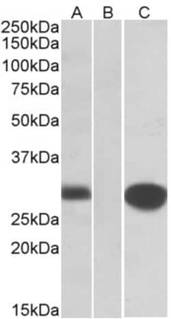 Invitrogen MID1IP1 Polyclonal Antibody 100 &mu;g; Unconjugated:Antibodies,