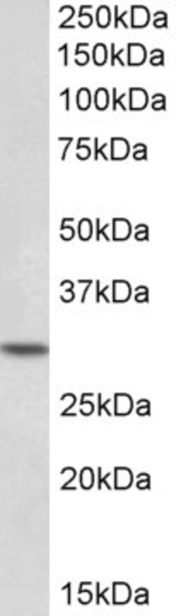 Invitrogen HOXC8 Polyclonal Antibody 100 &mu;g; Unconjugated:Antibodies,