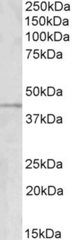 Invitrogen GRAMD3 Polyclonal Antibody 100 &mu;g; Unconjugated:Antibodies,