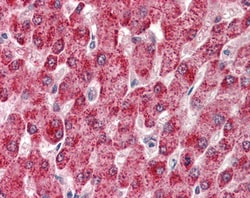 Invitrogen CYP2E1 Polyclonal Antibody 100 μg; Unconjugated:Antibodies,