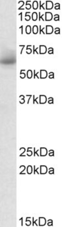 Invitrogen RHCG Polyclonal Antibody 100 &mu;g; Unconjugated:Antibodies,