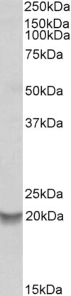 Invitrogen BCL2A1 Polyclonal Antibody 100 &mu;g; Unconjugated:Antibodies,
