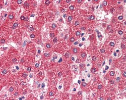 Invitrogen MPV17 Polyclonal Antibody 100 &mu;g; Unconjugated:Antibodies,