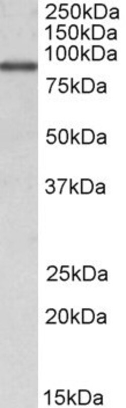 Invitrogen ALDH18A1 Polyclonal Antibody 100 &mu;g; Unconjugated:Antibodies,
